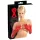 LATEX - guantes largos unisex - látex rojo - M