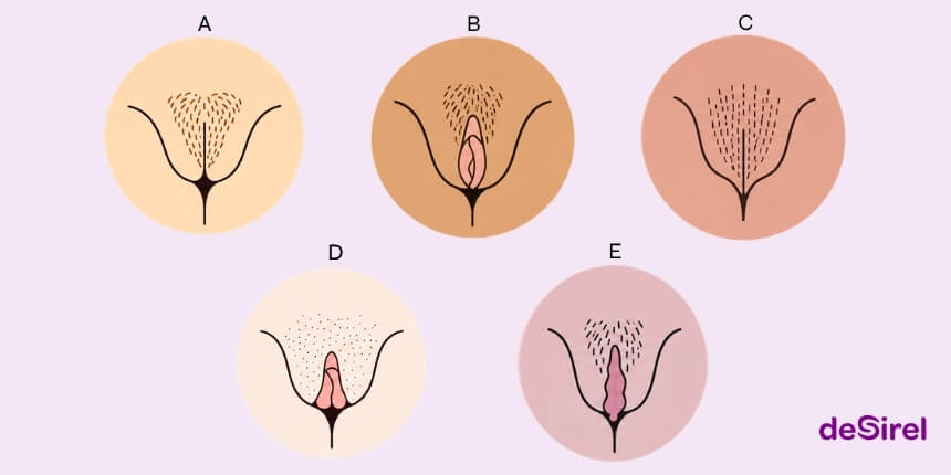 Guía sobre tipos de vulvas y diversidad natural de la vulva | Desirel.es Sex Shop