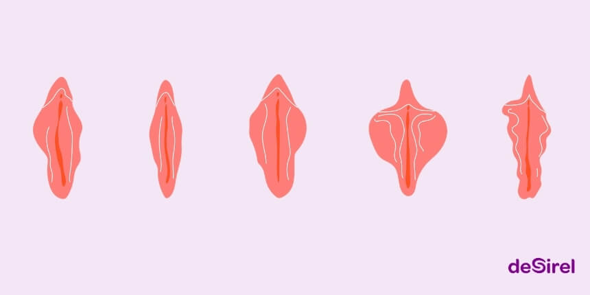 Tipos de vulvas, formas de labios y confianza corporal | Desirel.es Sex Shop